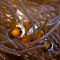 Clownfish